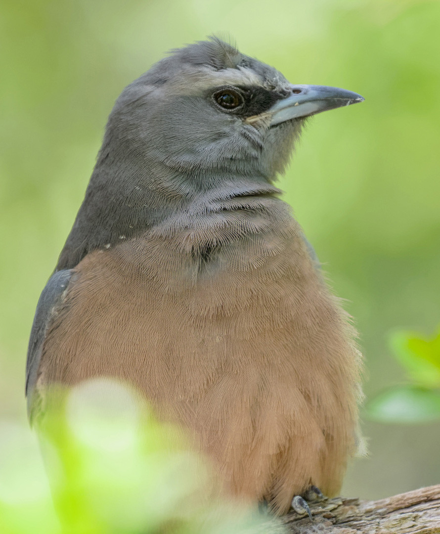 image White-browed Woodswallow